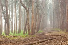 a path in the middle of a forest with lots of trees