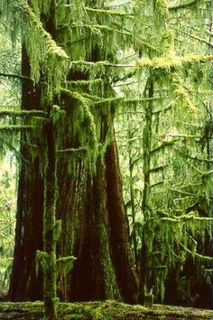 the mossy trees are growing in the forest