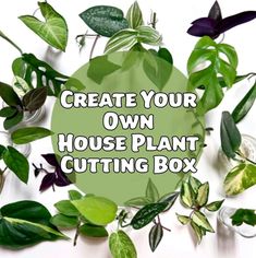 the words create your own house plant cutting box