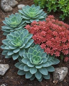 several different types of plants in the dirt