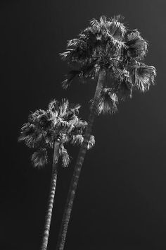 black and white photograph of two palm trees