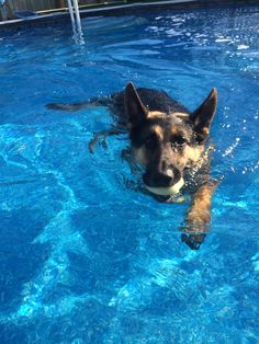 a dog swimming in a pool with blue water