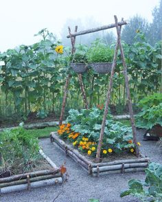 the garden is full of plants and flowers