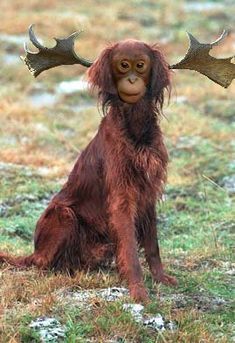 a brown dog with antlers on its head sitting in the middle of a field