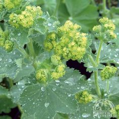 green leaves with yellow flowers and water droplets on them in the raindrops, closeup