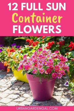 colorful flower pots with text overlay that says, 12 full sun container flowers