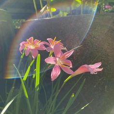 some pink flowers are in the grass near a rock and a rainbow that is shining brightly