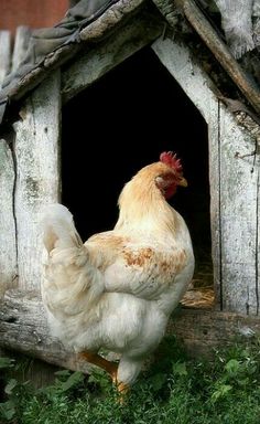 a white chicken standing in front of a wooden birdhouse