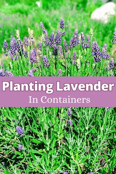 lavender plant with the words planting lavender in containers