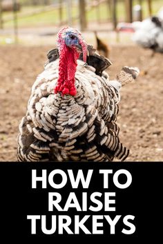 a close up of a turkey with the words how to raise turkeys on it