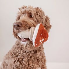 a brown dog holding a banana in its mouth