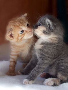 two kittens playing with each other in the snow