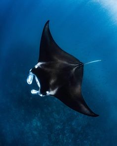 a manta ray swimming in the ocean