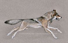 a drawing of a wolf laying down on the ground