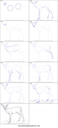 how to draw a deer from different angles