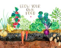 an illustration of vegetables growing in the ground with words grow your own food on it