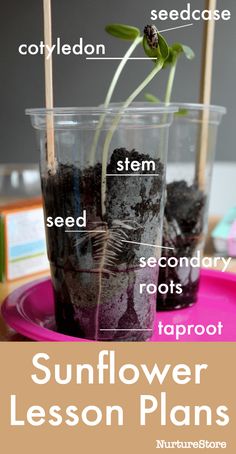 sunflower lesson plans for kids to learn the parts of a flower in their garden