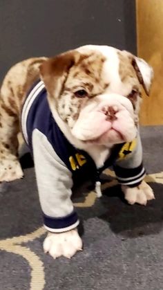 a bulldog is wearing a sweater and standing on the floor with its tongue out,