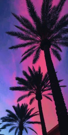 palm trees are silhouetted against a pink and blue sky