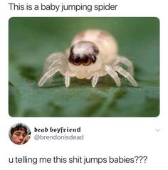 a white spider sitting on top of a green leaf