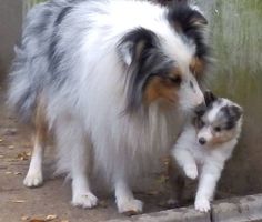 a dog and a kitten are standing next to each other