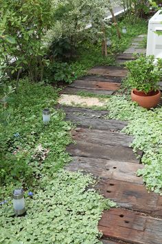 a wooden walkway surrounded by plants and trees