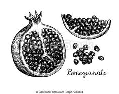 hand drawn pomegranate with seeds on white background - csp879904