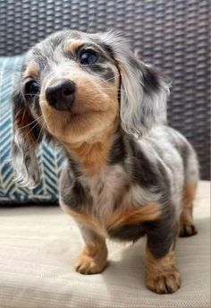 a small dog standing on top of a couch next to a blue and white pillow