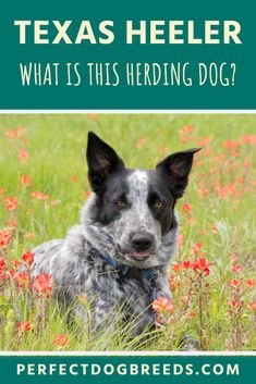 a dog laying in the grass with text that reads, texas heeler what is this herding dog?