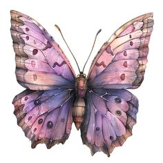 a watercolor painting of a purple butterfly