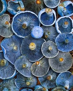 many blue mushrooms are growing on the ground