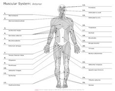 the muscular system and its major muscles are labeled in this diagram, with labels on each side