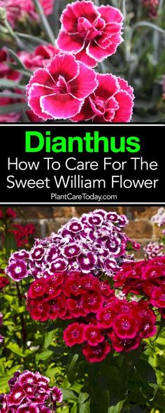 dianthus flowers with text overlay that says how to care for the sweet william flower