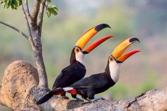 two toucans are sitting on a tree branch with their beaks pointed up