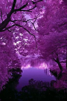 purple trees and water in the middle of a forest with lots of leaves on them