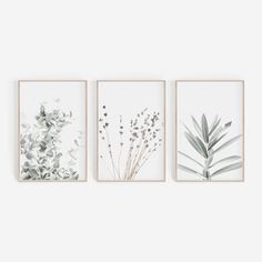 three framed art pieces with plants on them