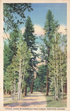 an old postcard with trees in the foreground and a dirt road on the other side