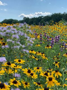 a field full of yellow and purple flowers