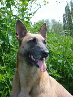 a dog laying in the grass with its tongue out