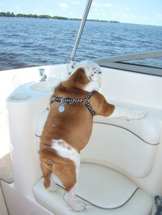 a brown and white dog standing on its hind legs in the back of a boat