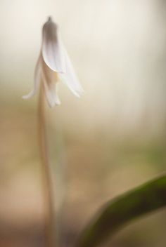 a flower that is in the middle of some dirt and grass with blurry background