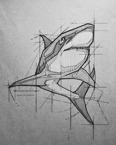 a drawing of a shark with lines on it