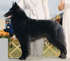 a large black dog standing next to a woman in a white dress on a stage