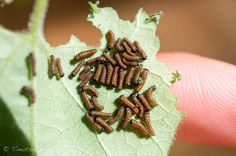 a group of brown bugs sitting on top of a green leaf next to a person's hand