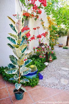 an outdoor garden area with potted plants and flowers on the side of the building