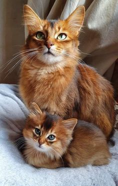 two cats sitting on top of a bed next to each other with one looking at the camera