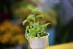 a small potted plant sitting on top of a table