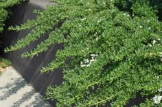 an aerial view of a green plant with white flowers