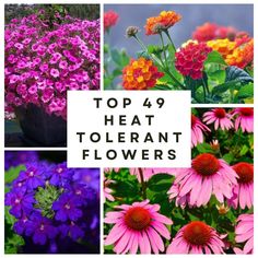 four different types of flowers with the words top 4 heat tolerant flowers