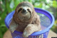 a baby sloth sitting in a blue basket